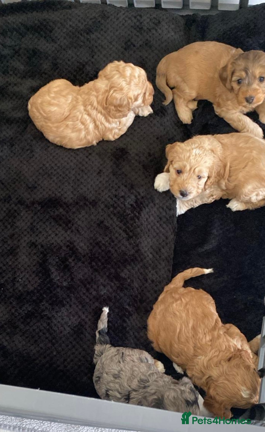 Cockapoo dogs for sale: American cockapoos  - Image 8