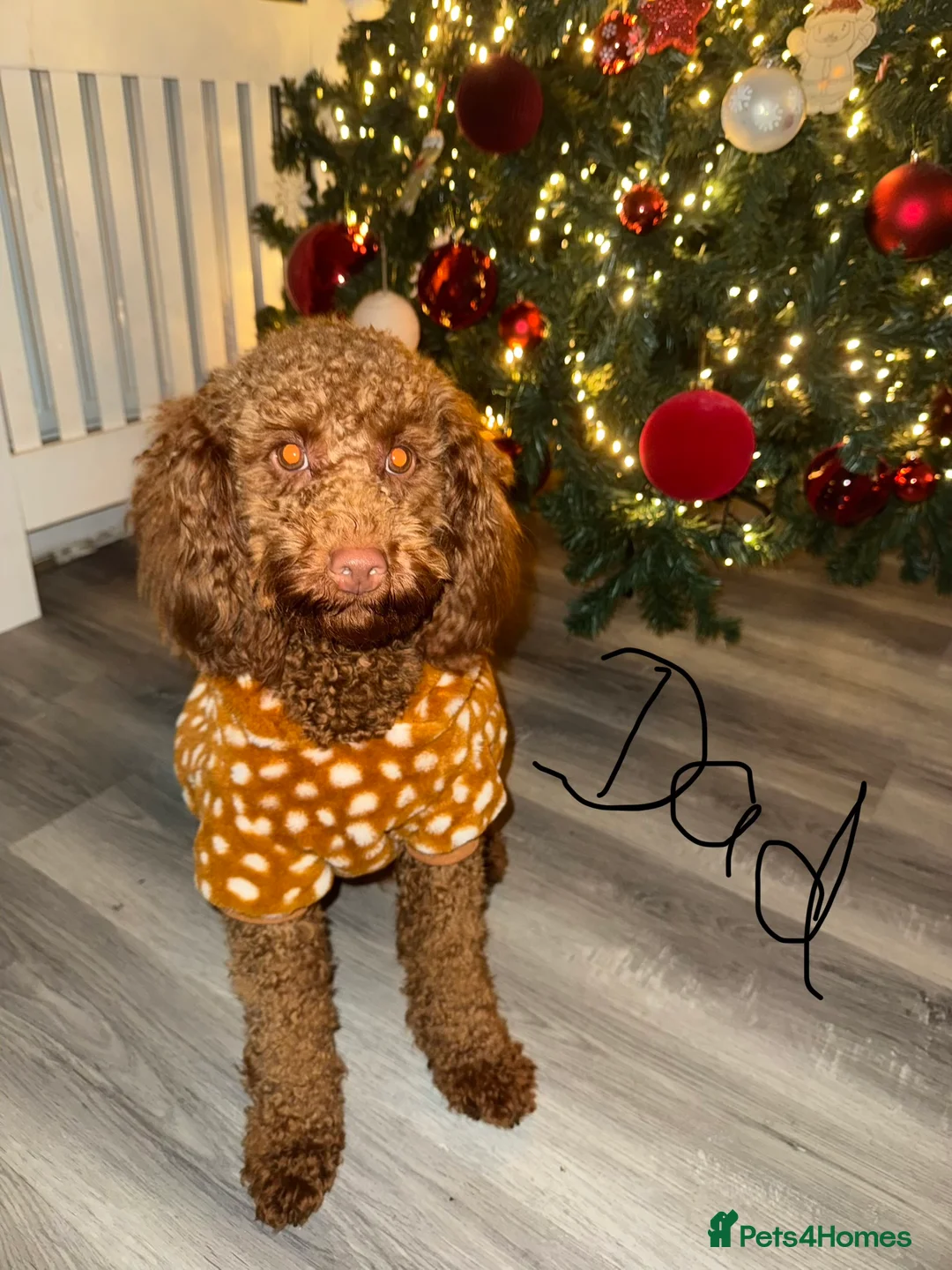 Cavapoo dogs for sale: Beautiful F1b Cavapoo Puppies – Ready Mid February - Advert 7