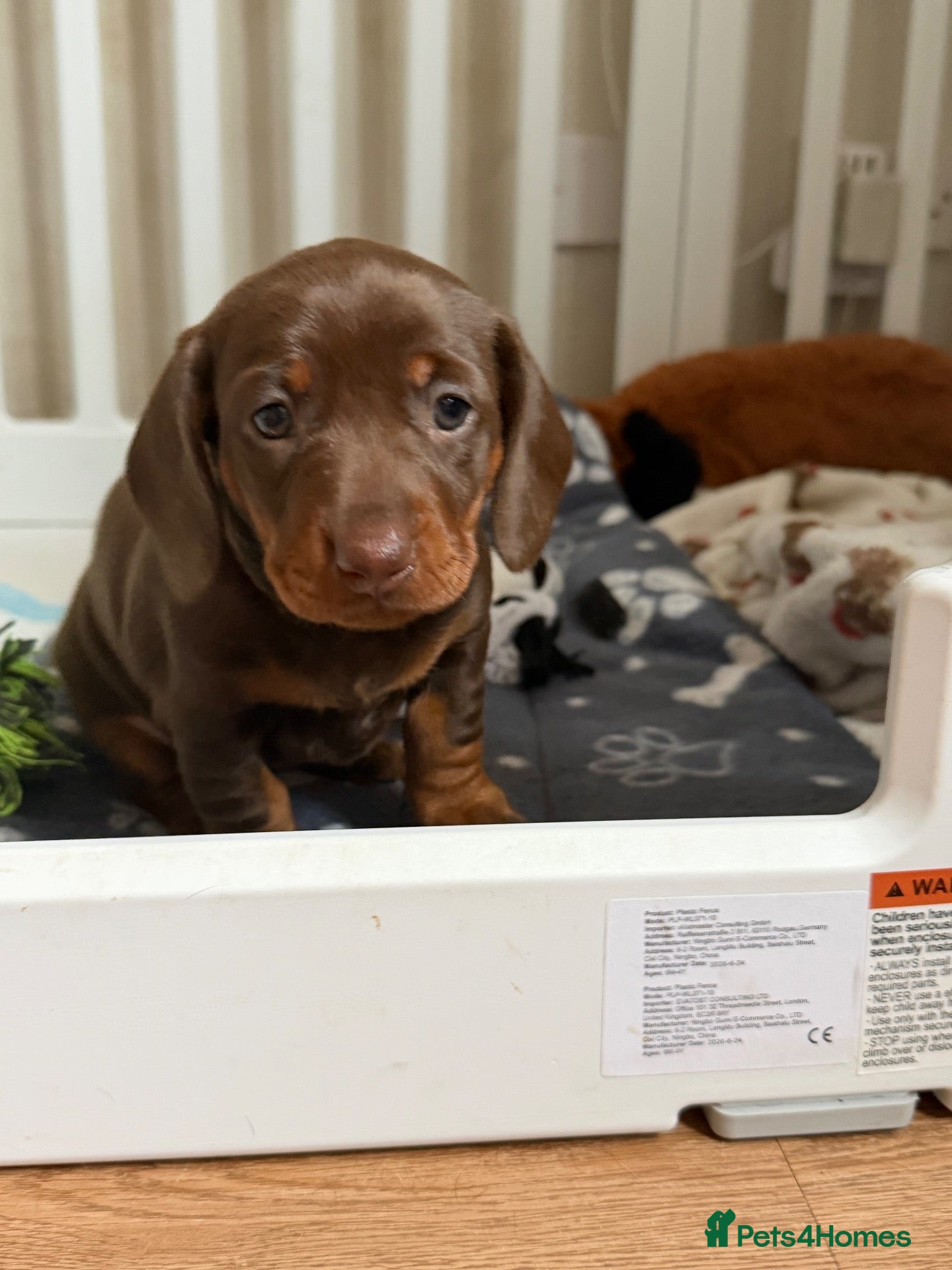 Miniature Dachshund dogs 🧡Kc miniature dachshunds🧡 - Advert 6
