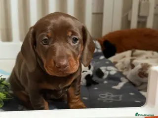 Miniature Dachshund dogs 🧡Kc miniature dachshunds🧡 - Advert 6