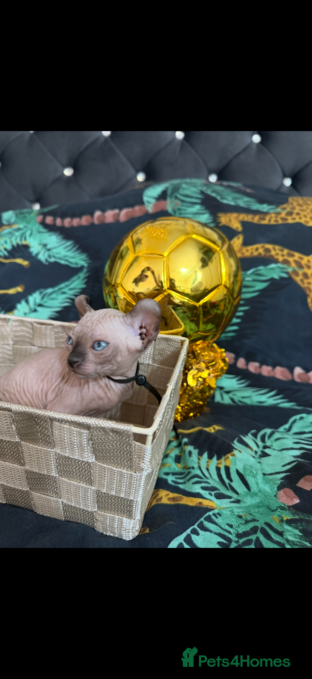 Sphynx cats for sale: Bald, bold elf blue eyes kittens  - Image 37