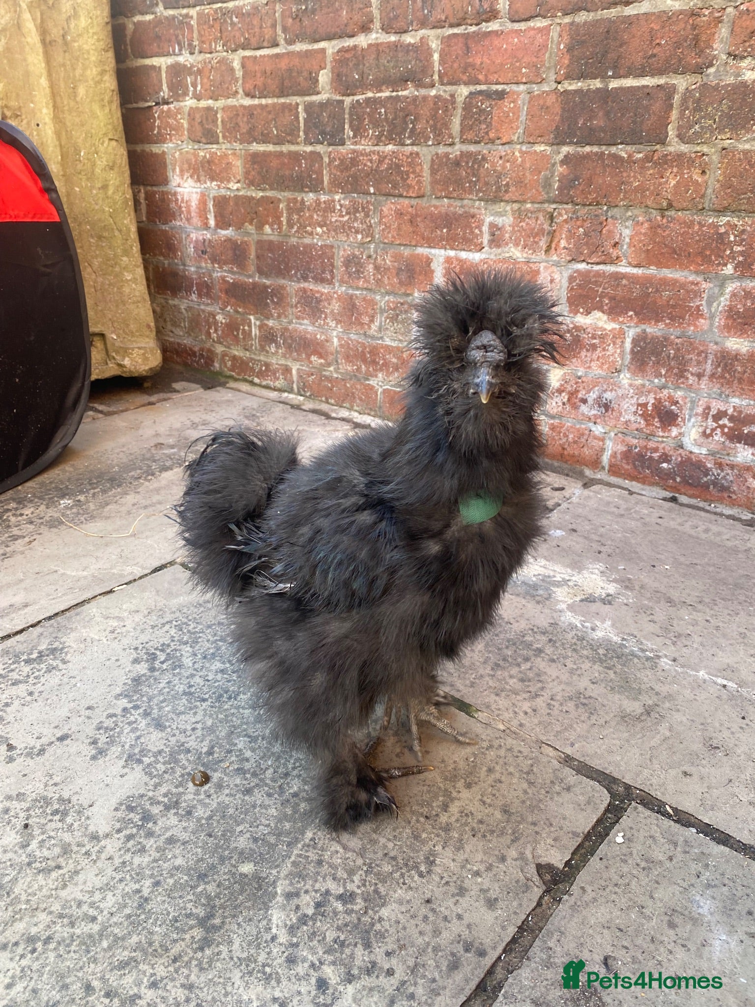 Chickens poultry Silkies - Advert 1