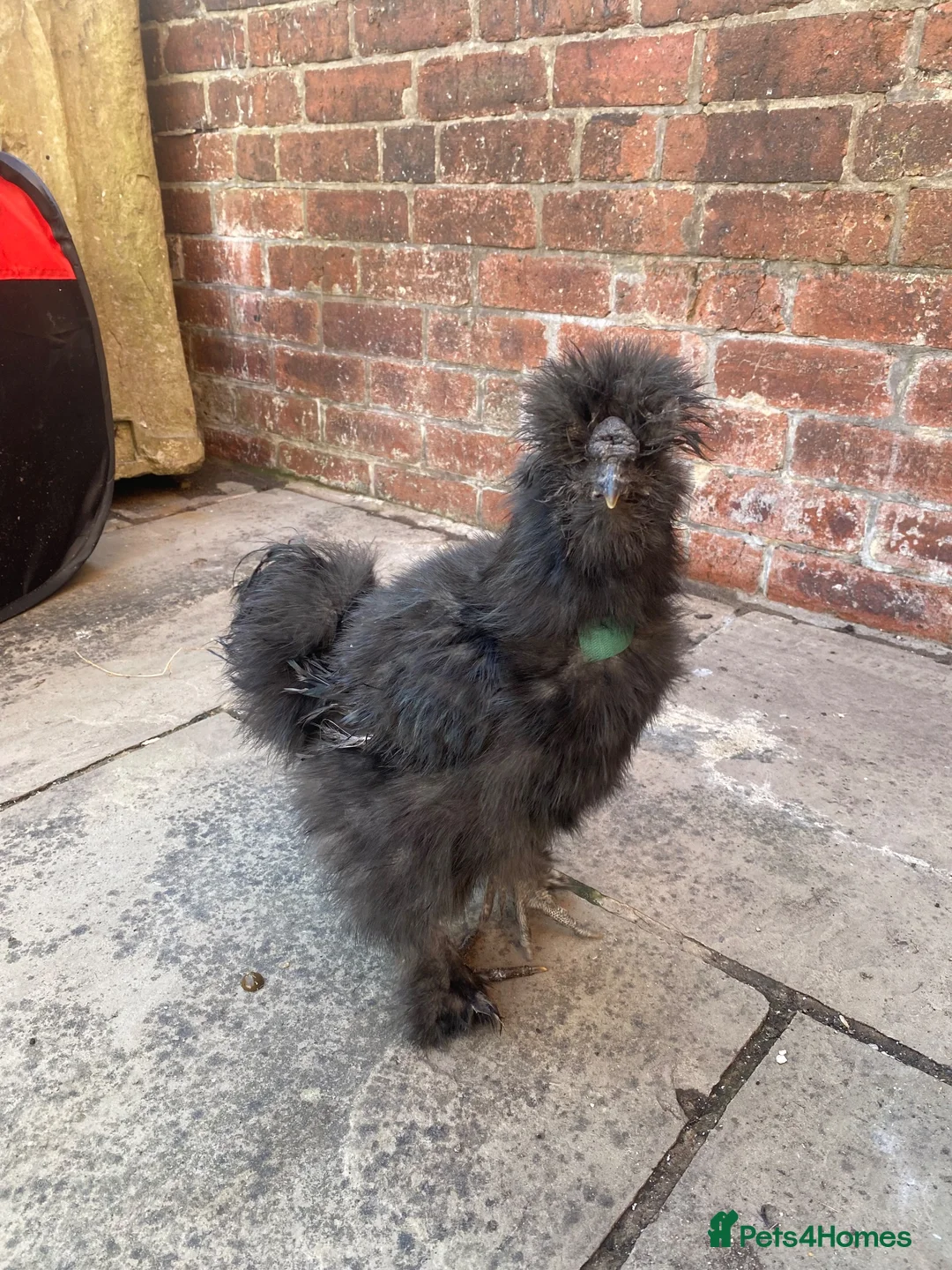 Chickens poultry for sale: Silkie - Advert 1
