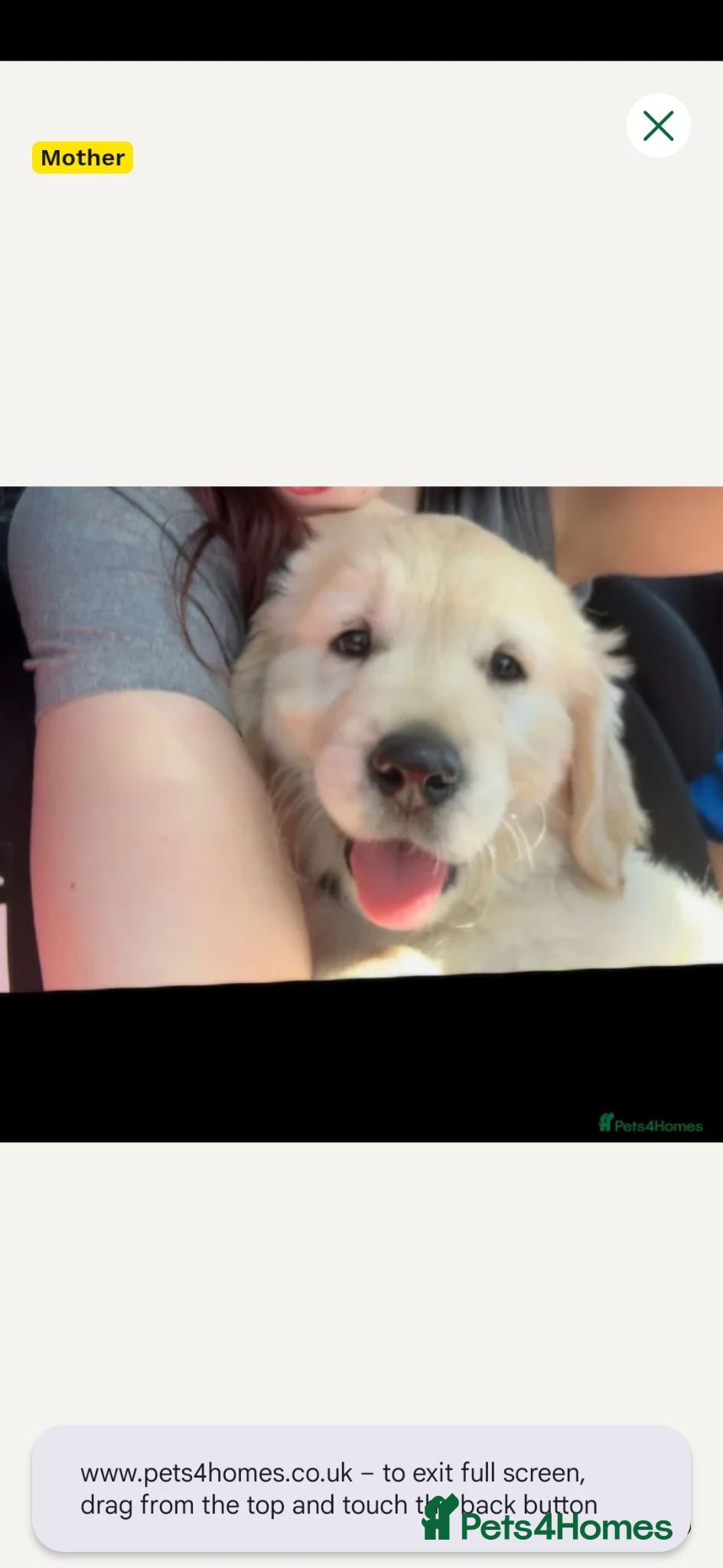 Golden Retriever dogs Golden retriever boy - Advert 2
