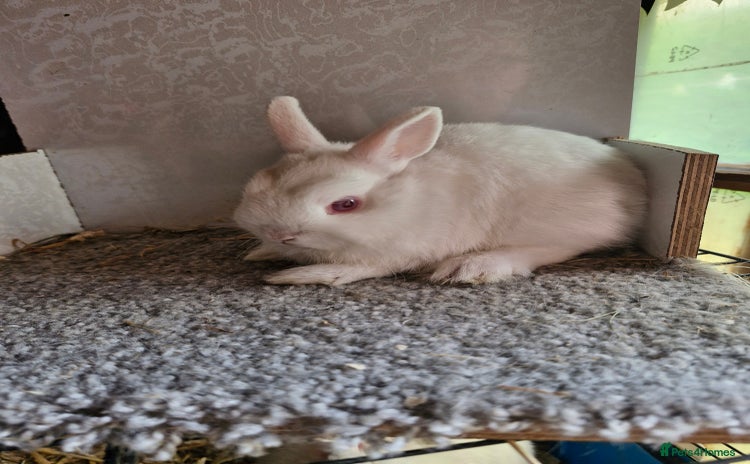 Netherland Dwarf rabbits - Advert 2