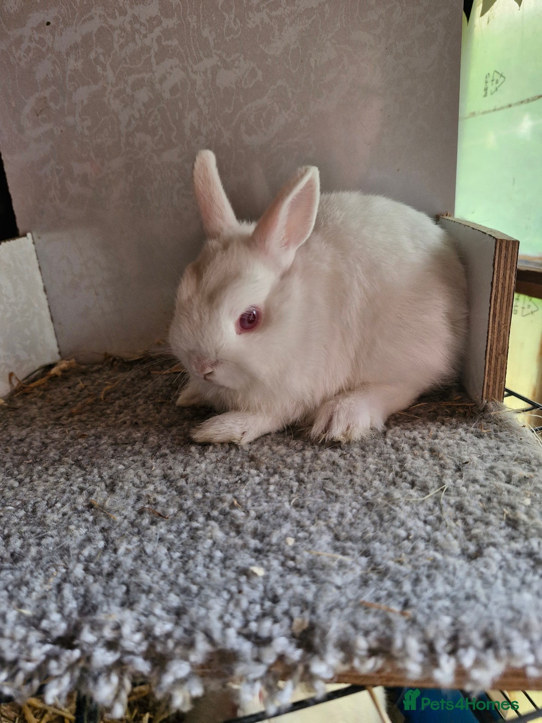 Netherland Dwarf rabbits for sale: 2 very friendly netherland dwarf boys available 🩵 - Image 1