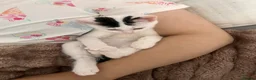 Mixed Breed cats for sale: KITTENS FOR SALE  in Leeds - Advert 7
