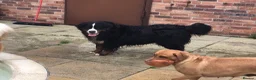 Bernese Mountain Dog dogs for sale: Stunning Bernese Mountain Dog, - Advert 4