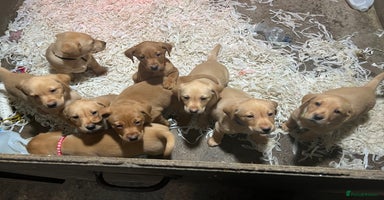 Labrador Retriever dogs Pure bred Labrador retriever pups  - Advert 3