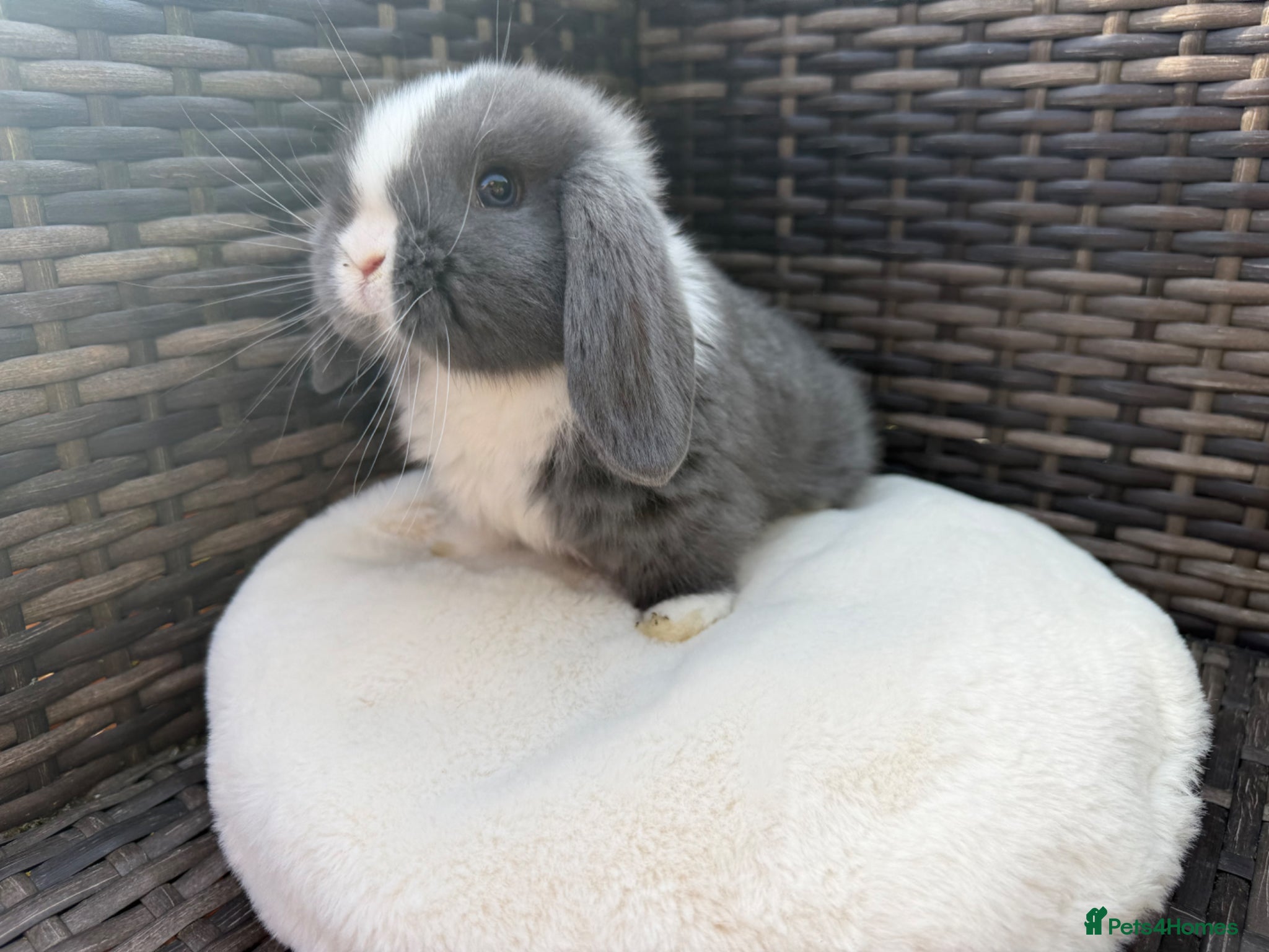 Mini Lop rabbits Mini lop - Advert 1