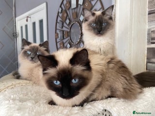 Ragdoll cats Pure ragdoll kittens - Advert 3