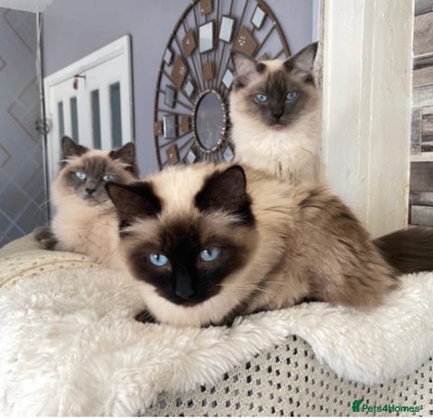 Ragdoll cats Pure ragdoll kittens - Advert 2