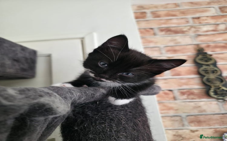 Mixed Breed cats - Advert 15