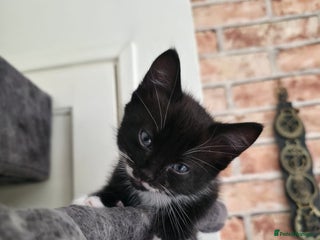 Mixed Breed cats - Advert 22