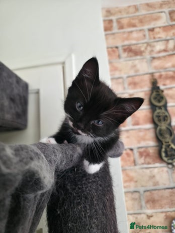 Mixed Breed cats - Advert 15