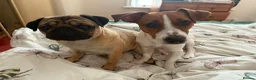 Jack Russell dogs for sale: Rehoming Jack Russell female - Advert 4