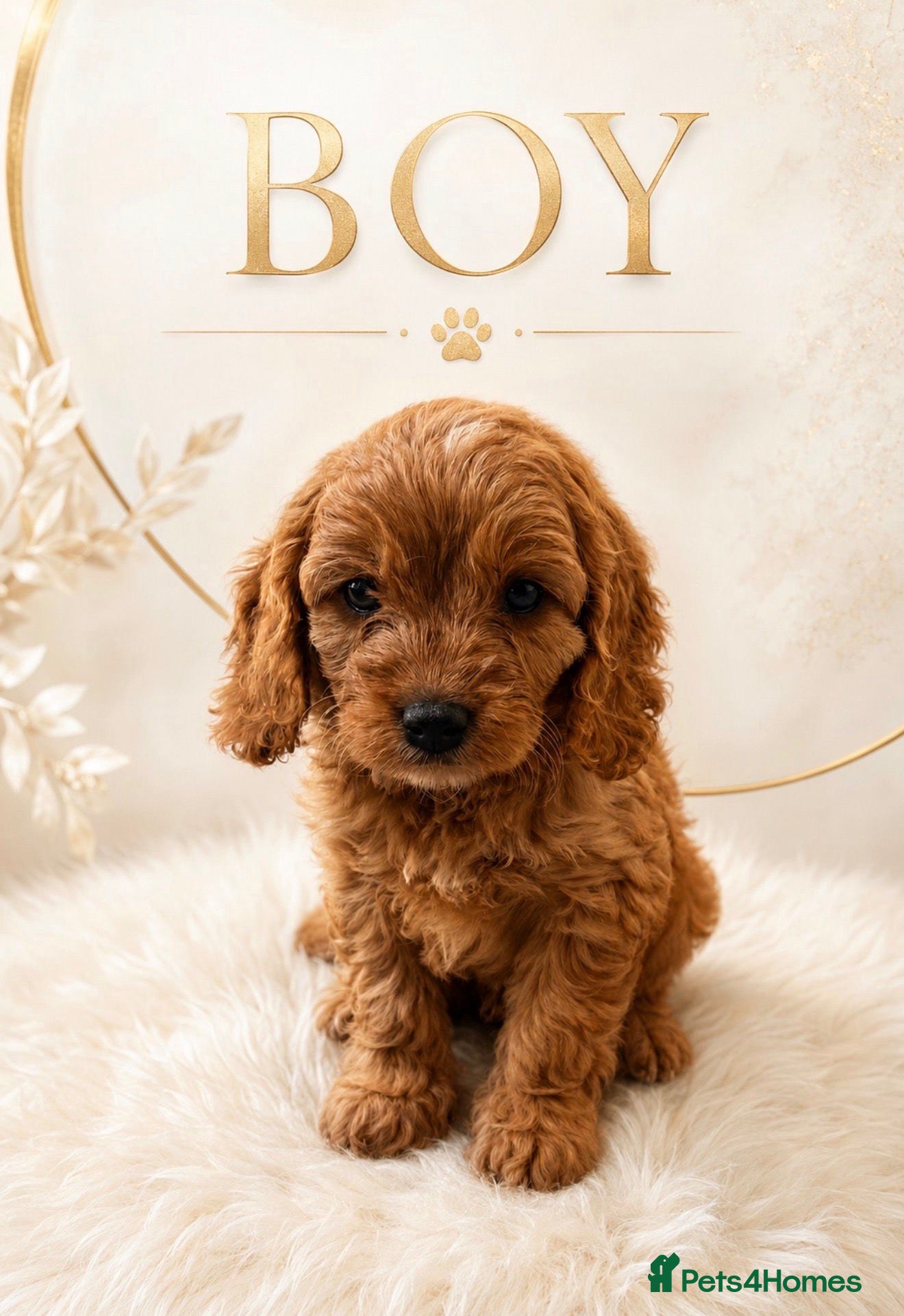 Cavapoo dogs Beautiful F1b Cavapoo’s 🧬 Health Tested Parents - Advert 2