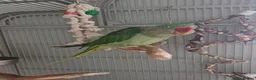 Parakeets birds for sale: Female Alexandrine dna'd - Advert 3