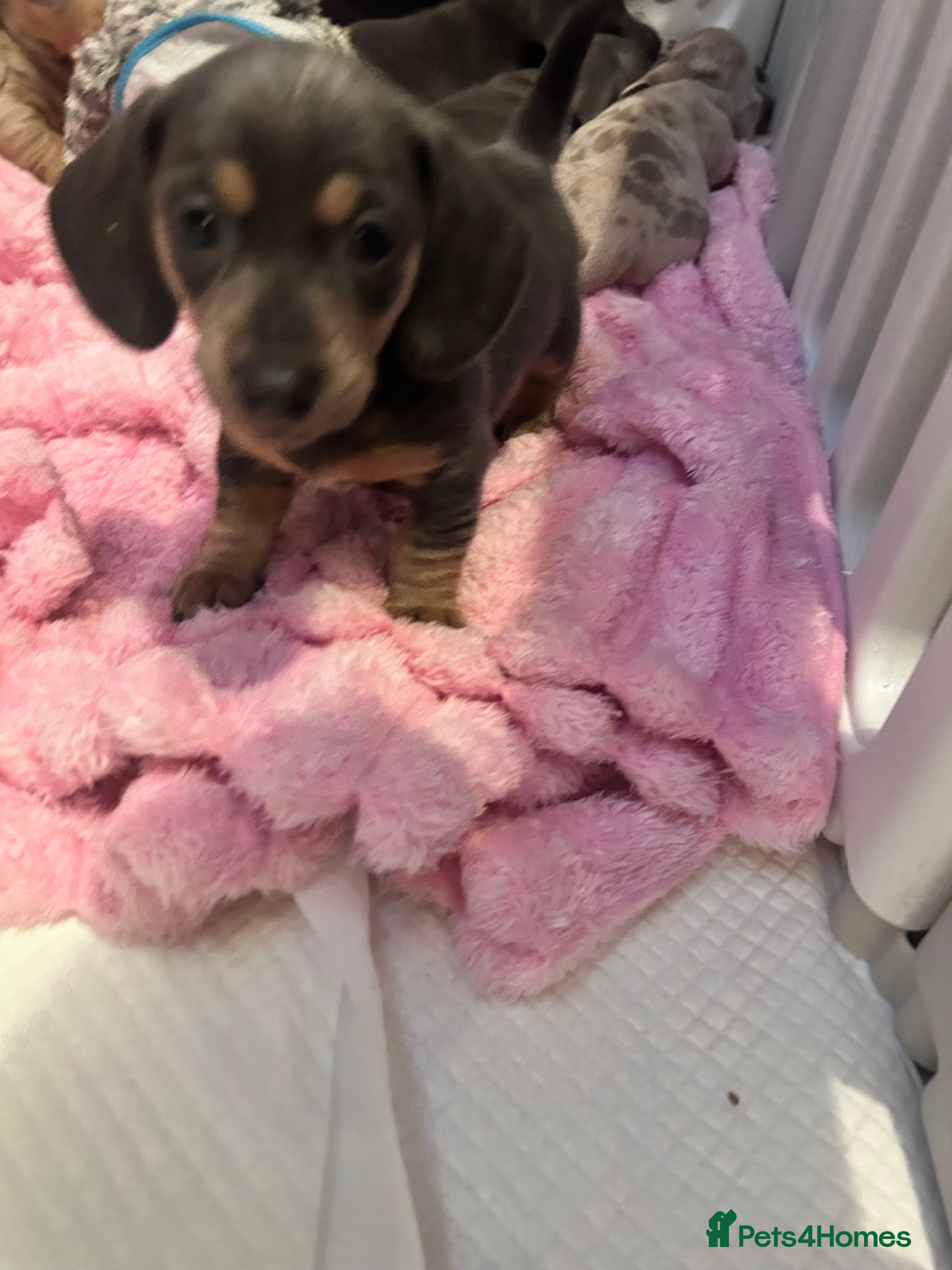 Miniature Dachshund dogs 💙💜KC REG LAST GIRL Mini dachshunds 💙💜 - Advert 13
