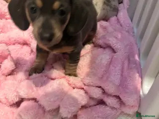 Miniature Dachshund dogs 💙💜KC REG LAST GIRL Mini dachshunds 💙💜 - Advert 13