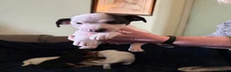 Jack Russell dogs for sale: Rough haired Jack Russell  in Burnley - Advert 8