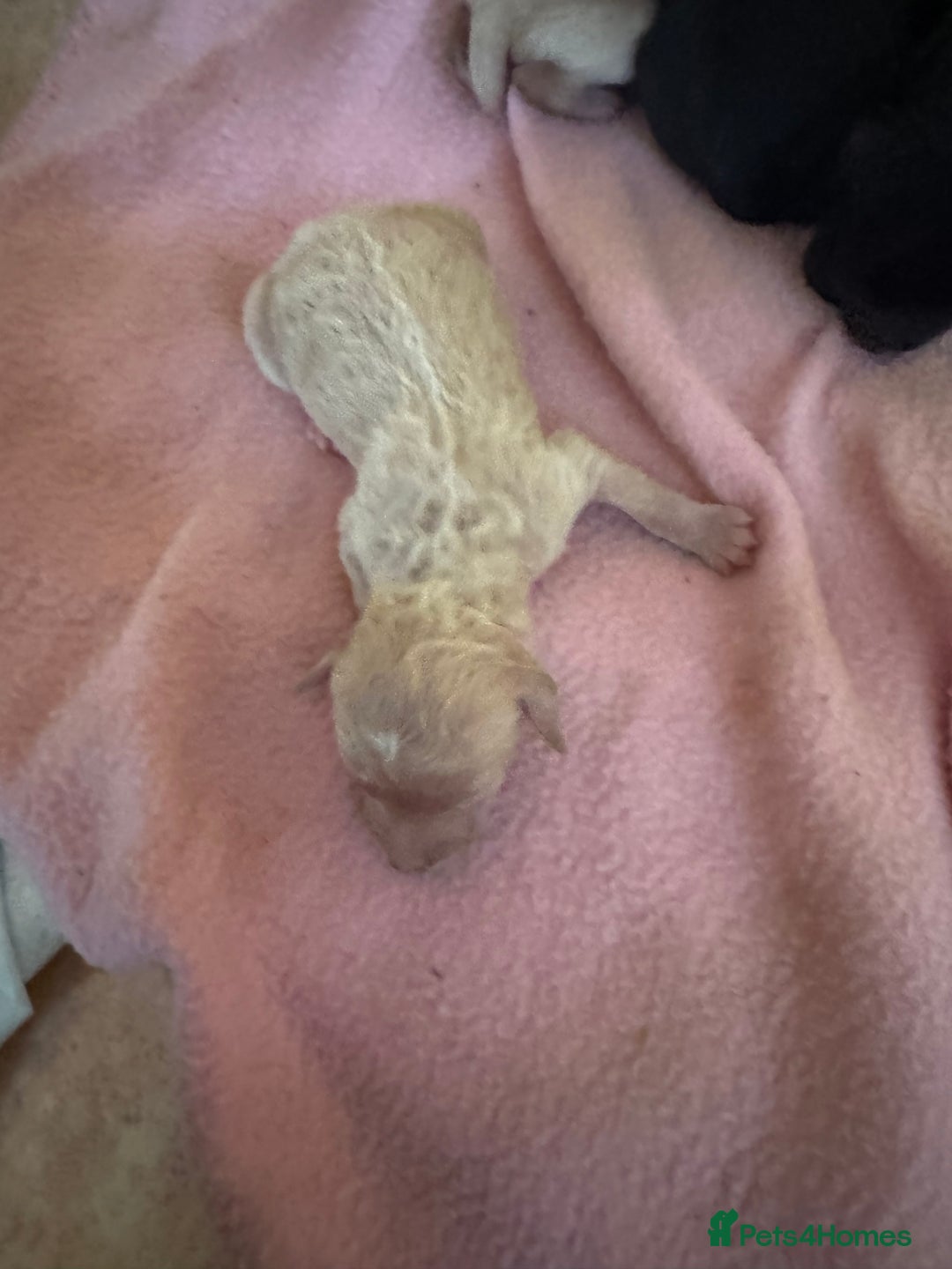 Standard Poodle dogs for sale: Pure Bred Standard Poodle Puppies – £950 - Advert 8