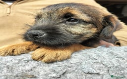 Border Terrier dogs for sale: BOY/DOG Grizzle & Tan Border terrier puppies.  - Image 9