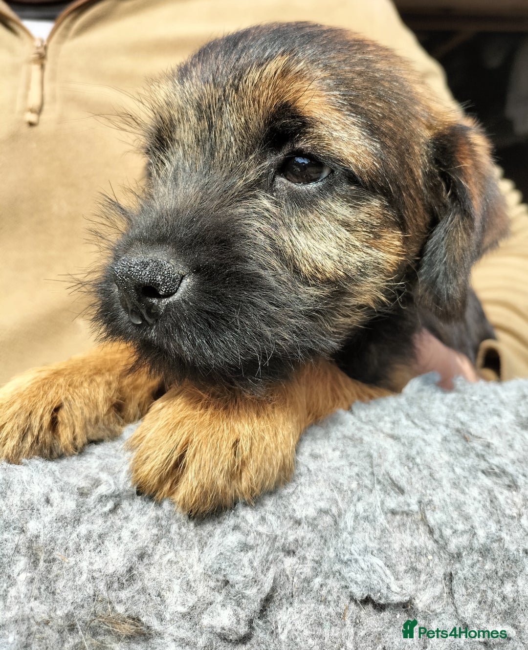 Border Terrier dogs for sale: BOY/DOG Grizzle & Tan Border terrier puppies.  - Image 9