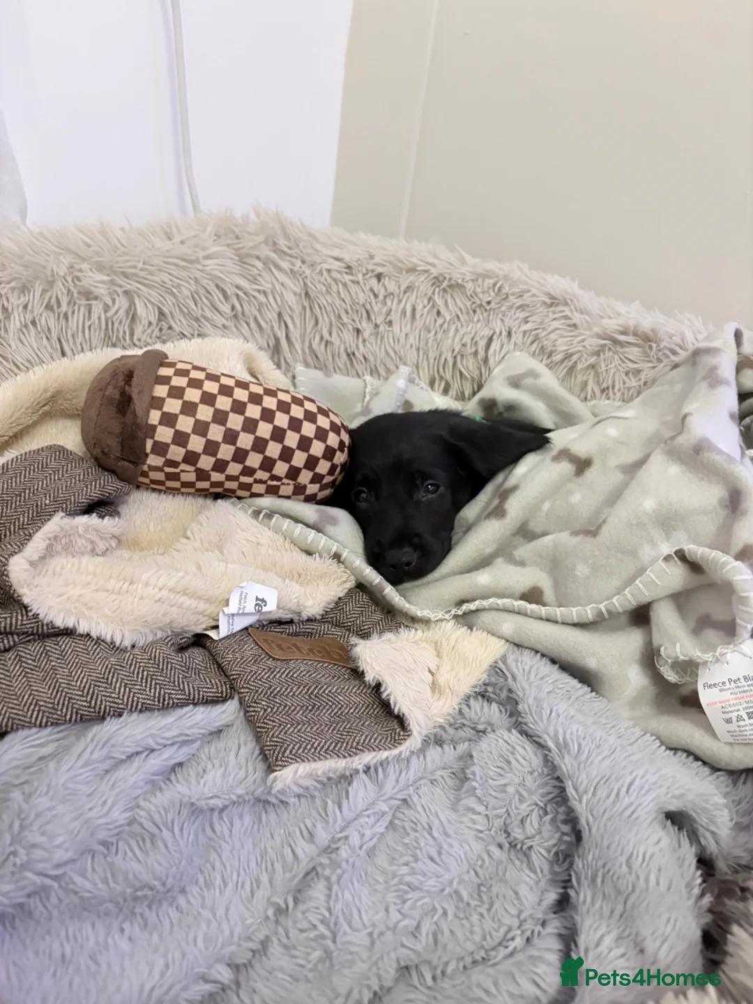 Cockerdor dogs for sale: Cockador Puppy  in Southampton - Advert 2