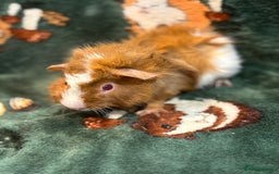 Guinea Pig rodents for sale: 5 sweet boars - Image 4