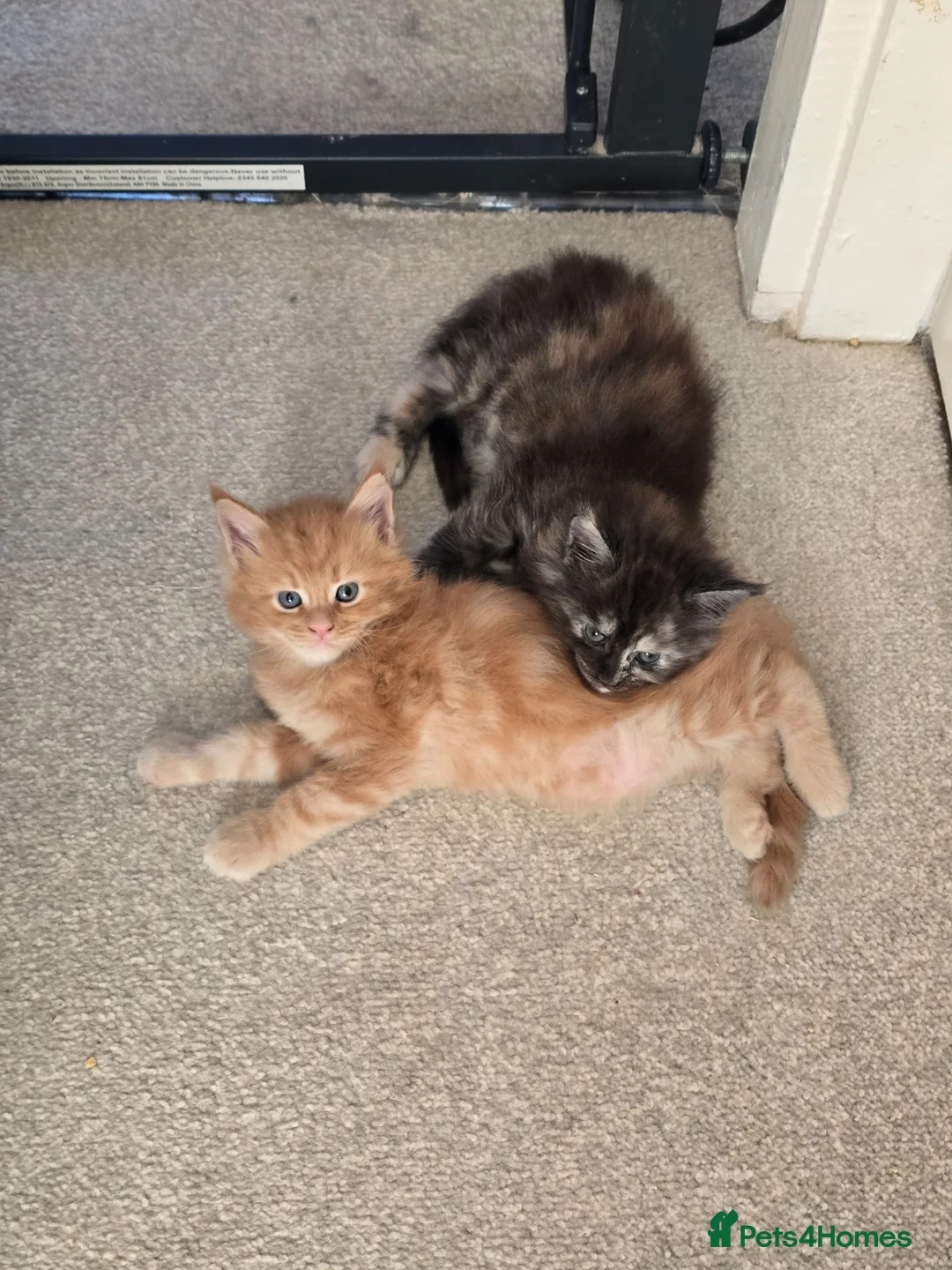 Maine Coon cats for sale: GCCF Main Coon Kittens looking for forever homes - Advert 2