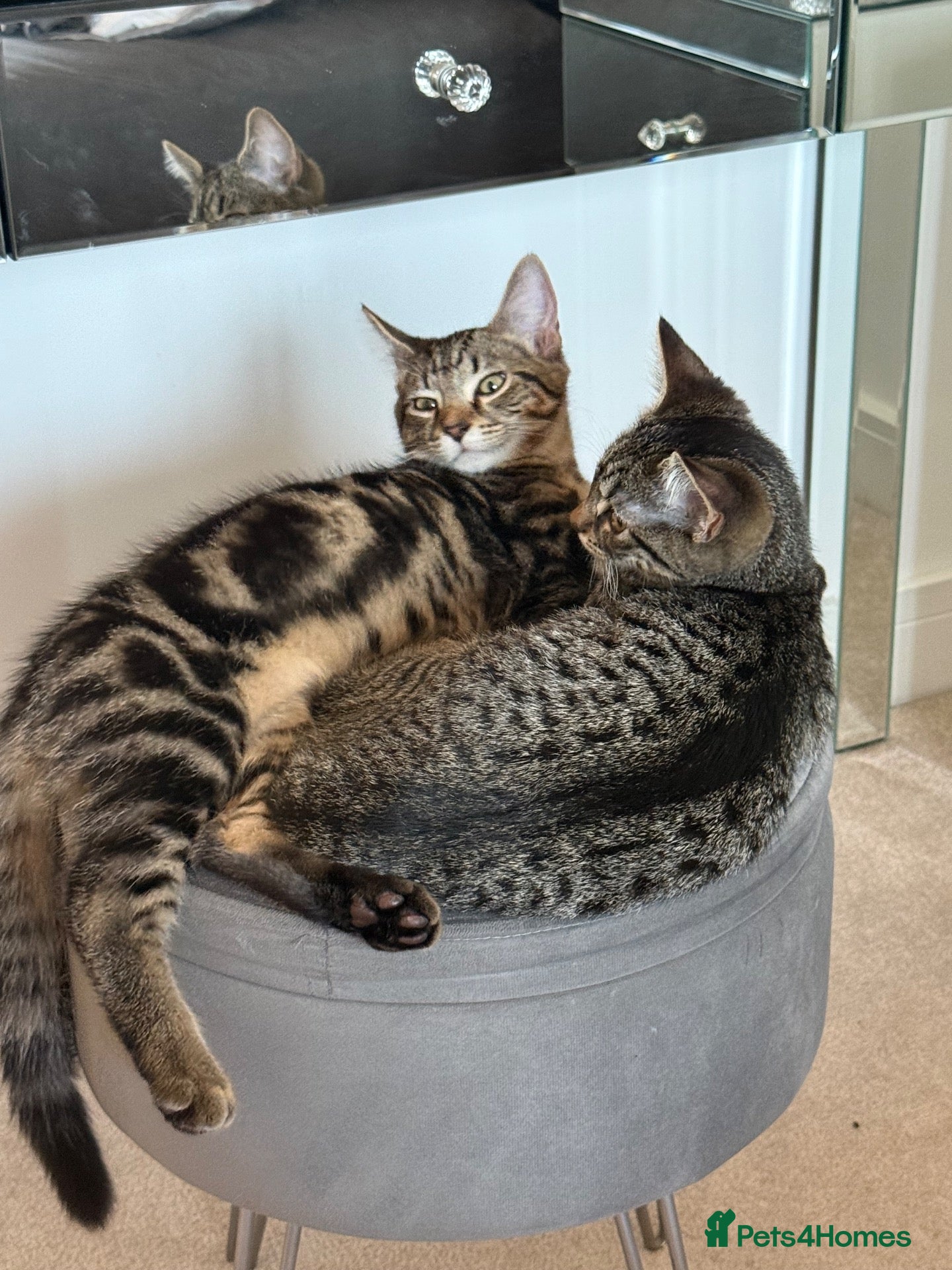 Mixed Breed cats 2 kittens available  - Advert 3