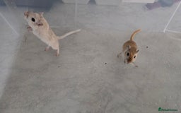 Gerbil rodents for sale: 3×Gerbils and Cage  - Image 7