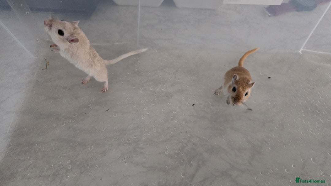 Gerbil rodents for sale: 3×Gerbils and Cage  - Image 7