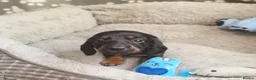 Dachshund dogs for sale: Mega cute long haired dachshund puppies  - Advert 4