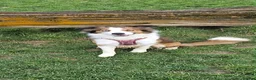 Border Collie dogs for sale: Stunning Border Collie Pups - Advert 2