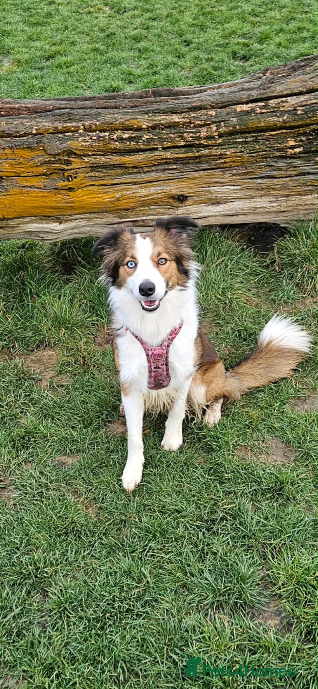 Border Collie dogs for sale: Stunning Border Collie Pups - Advert 2