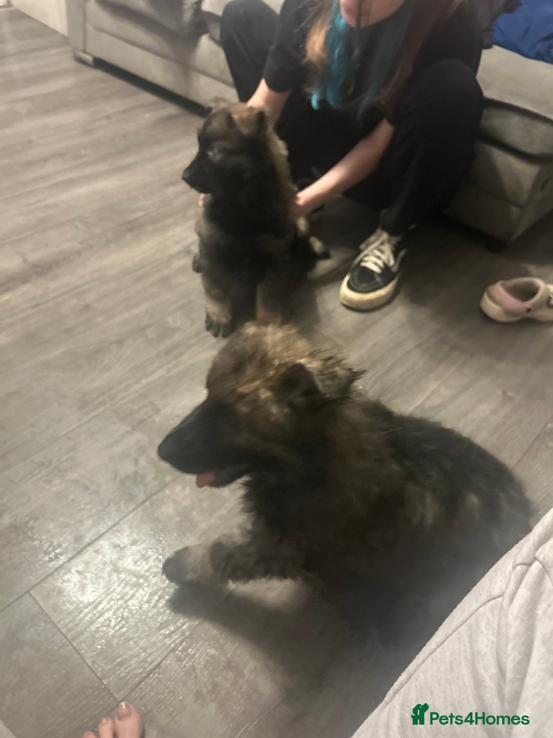 German Shepherd dogs for sale: 1 female fluffy pup - Advert 5