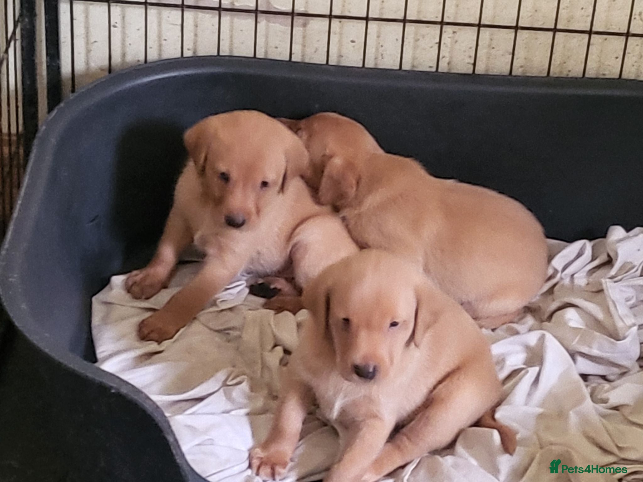 Labrador Retriever dogs Fox Red Labradors, KC registered, Health Checked. - Advert 2