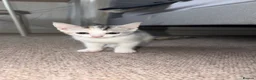 Mixed Breed cats for sale: Two Female Kittens  - Advert 3