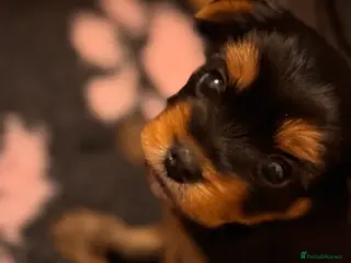 Yorkshire Terrier dogs Yorkshire Terrier Boys❣️Harry, Ron, Fred & George - Advert 9