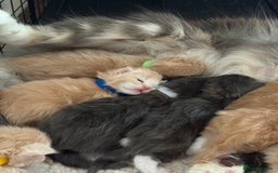 Maine Coon cats for sale: Pedigree fluffy Maine coon kittens - Image 2