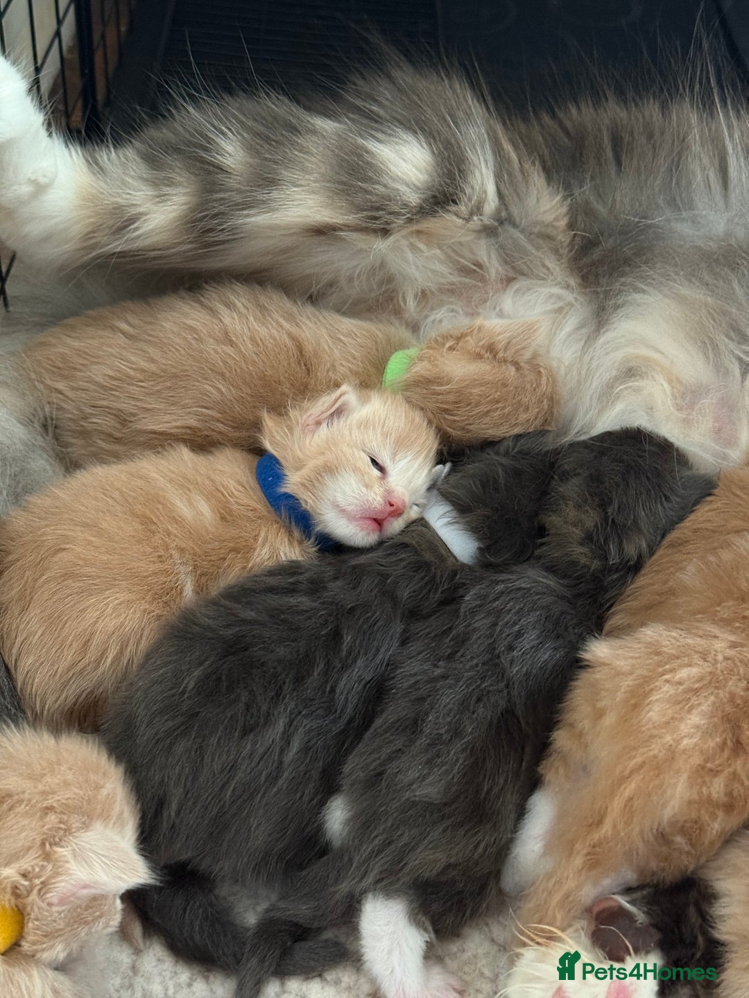 Maine Coon cats for sale: Pedigree fluffy Maine coon kittens - Image 2