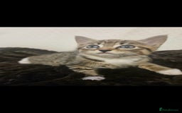 Bengal cats for sale: Bengal Kittens - Image 8
