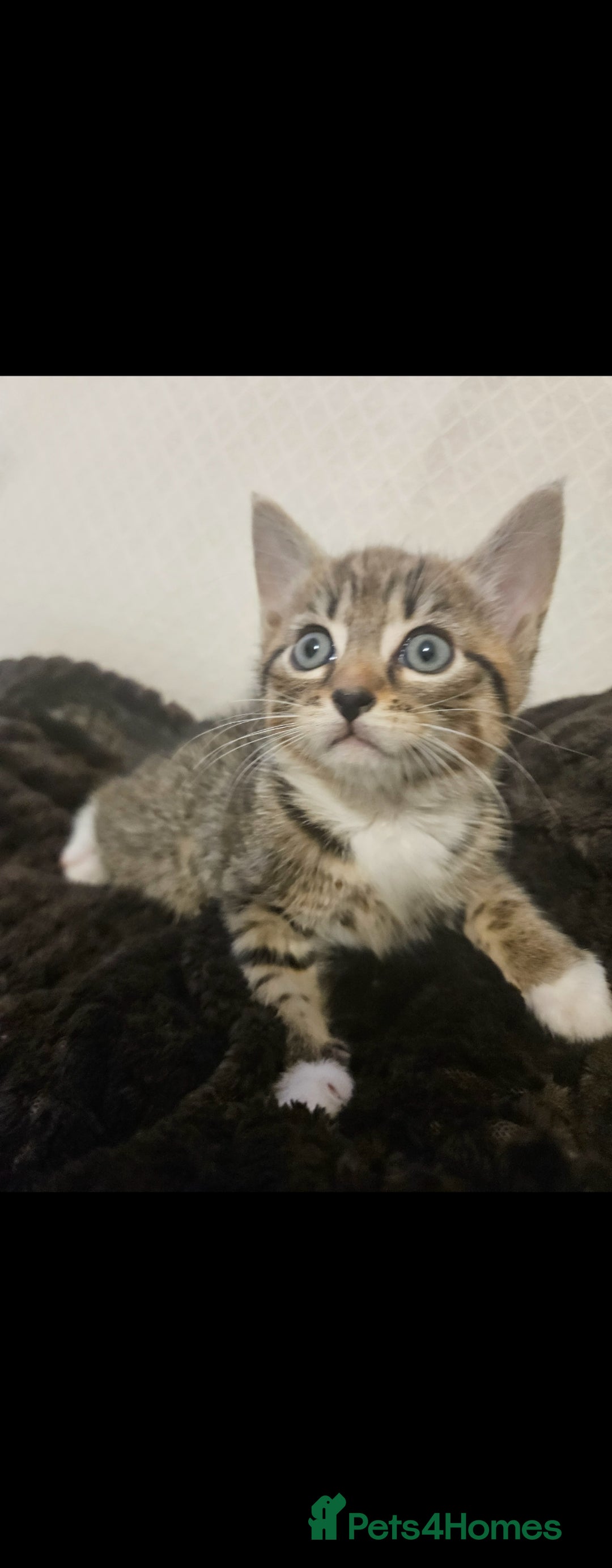 Bengal cats for sale: Bengal Kittens - Image 8