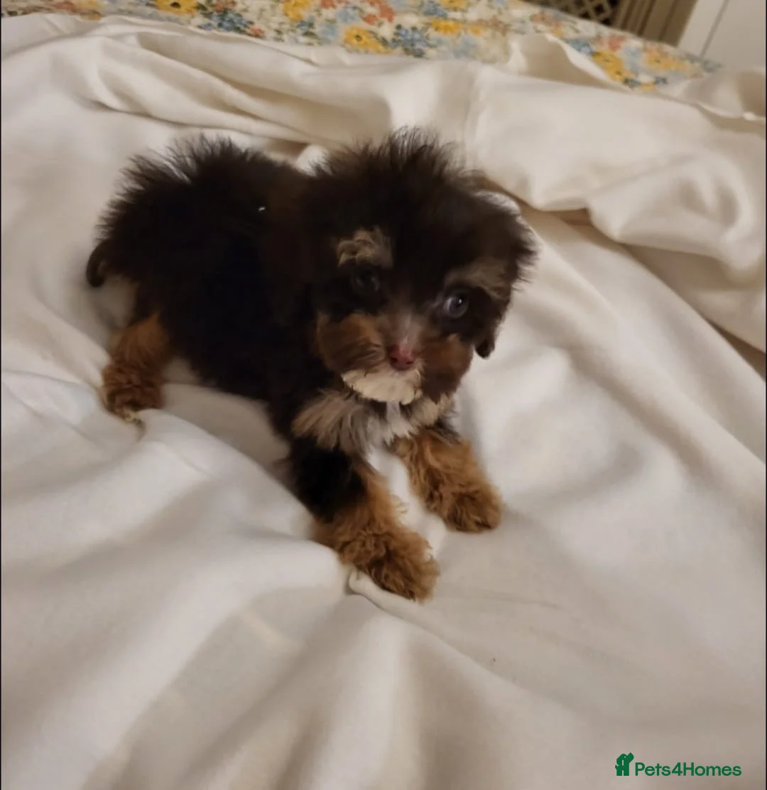 Cavapoo dogs for sale: 4 beautiful fb1 cavapoo puppies for sale!!  - Advert 20