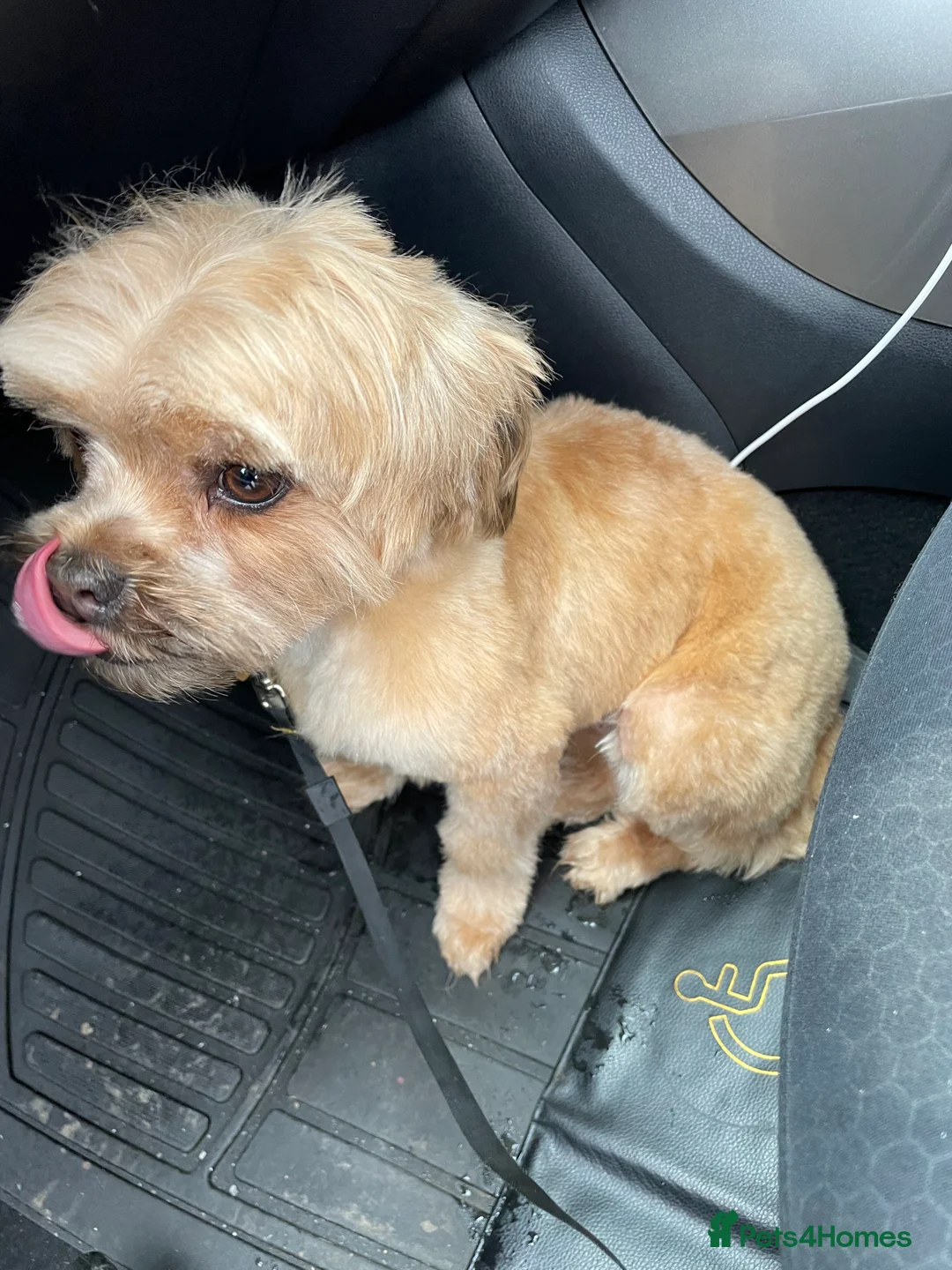 Lhasapoo dogs for sale: Maisy  - Advert 2