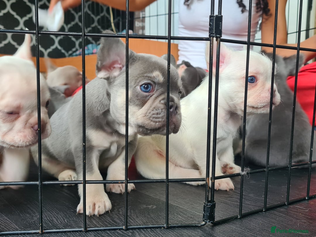 French Bulldog dogs for sale: Big Perm, fluffy and furnished frenchies  - Image 36