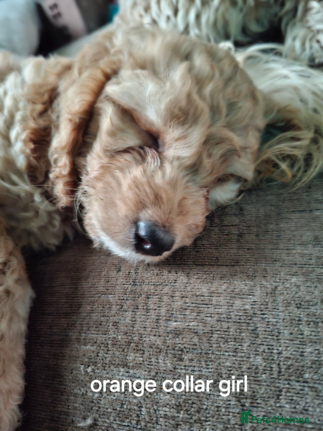 Cockapoo dogs for sale: The puppies are cockapoo  - Advert 4