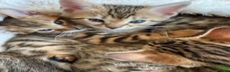 Bengal cats for sale: Pure Bengal kittens, both patents TICA registered. - Advert 8